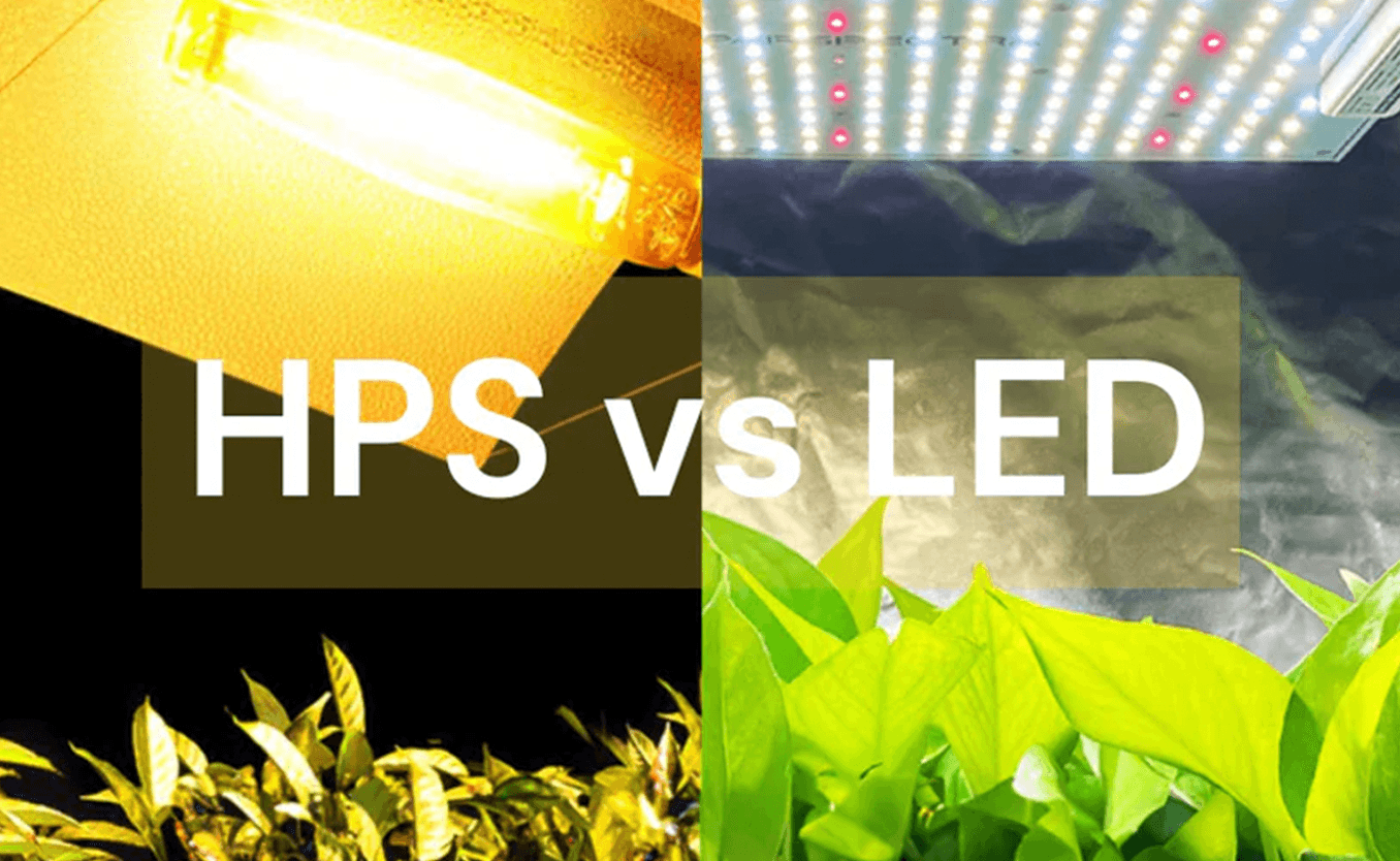 Why LED Grow Rooms Need Warmer Temperatures Compared to HPS Grow Rooms